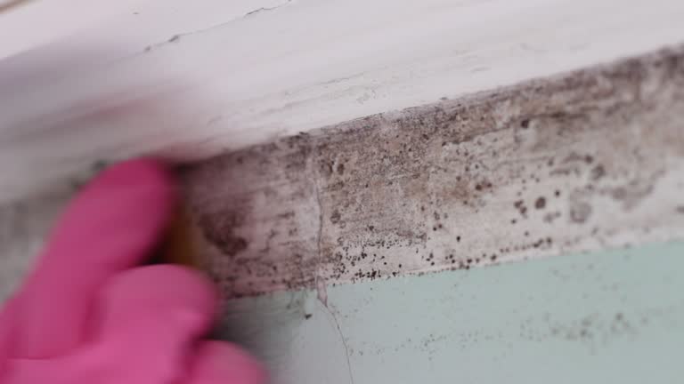 Environmental Consulting for Mold Prevention in Independence, OH